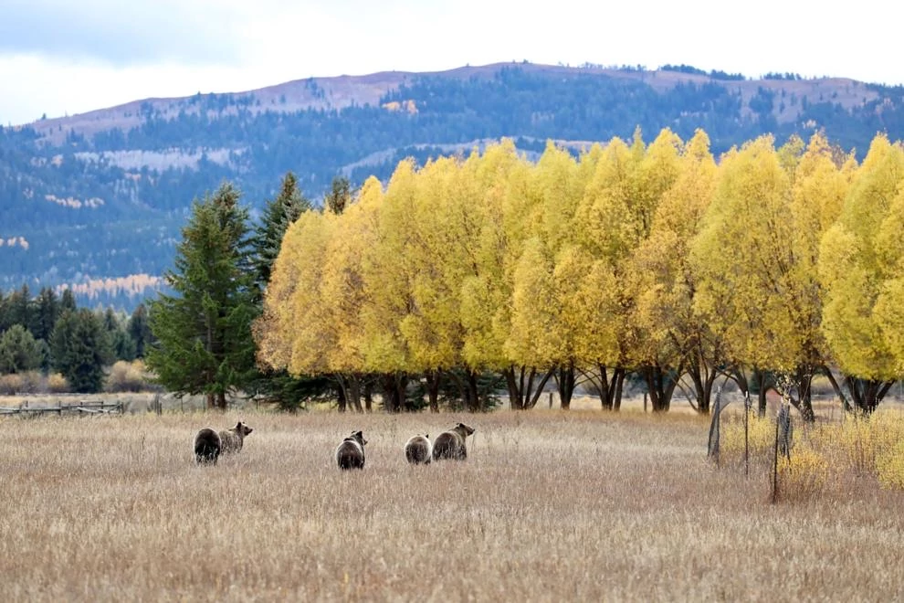 Grizzly 399 and cubs