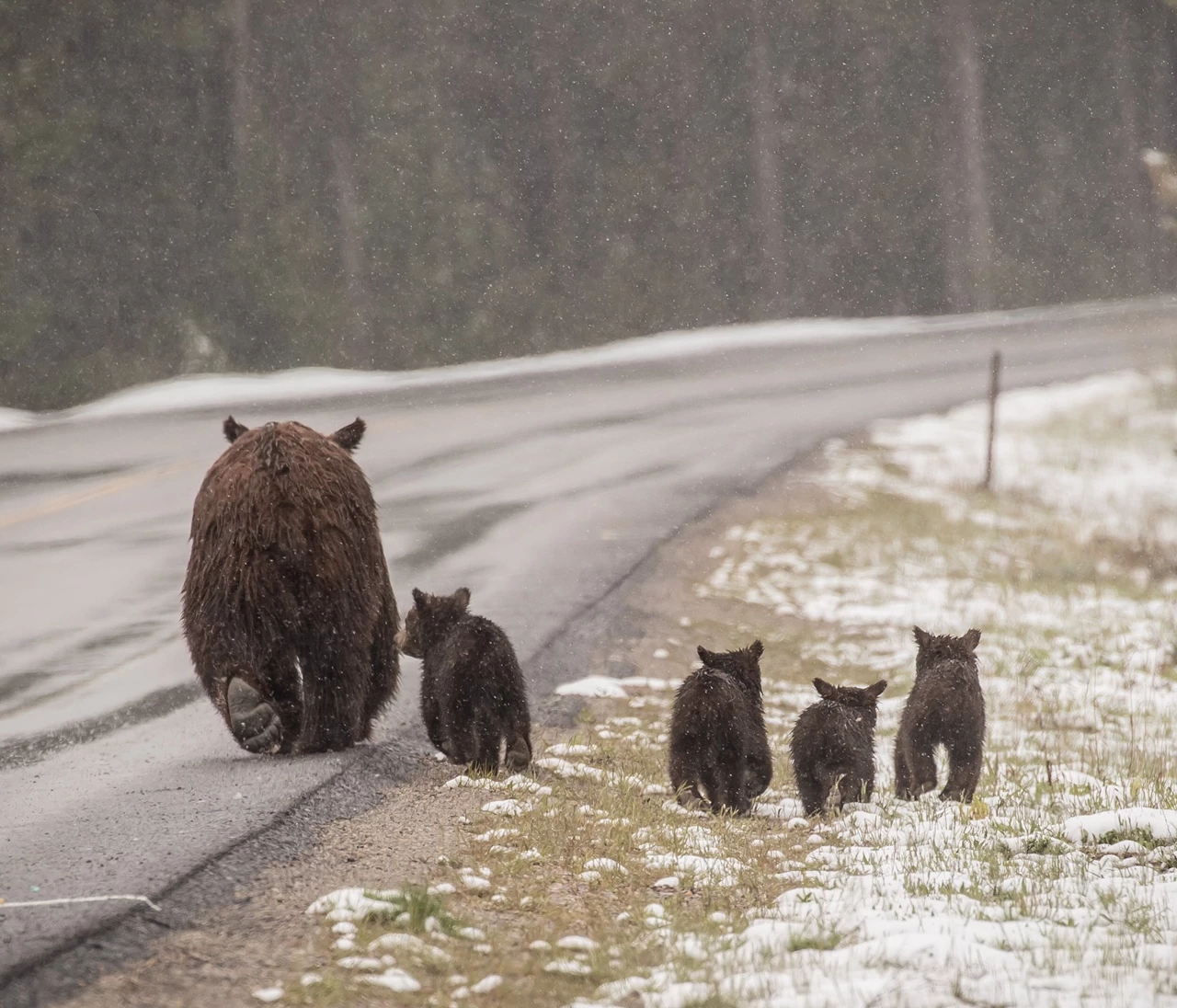 Grizzly 399 and cubs